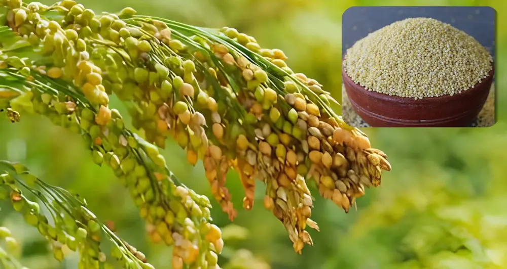 Proso Millet